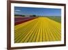 Aerial of colorful tulip fields, Edendale, Southland, South Island, New Zealand.-David Wall-Framed Photographic Print