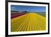 Aerial of colorful tulip fields, Edendale, Southland, South Island, New Zealand.-David Wall-Framed Photographic Print