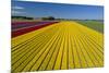 Aerial of colorful tulip fields, Edendale, Southland, South Island, New Zealand.-David Wall-Mounted Photographic Print