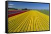 Aerial of colorful tulip fields, Edendale, Southland, South Island, New Zealand.-David Wall-Framed Stretched Canvas