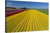 Aerial of colorful tulip fields, Edendale, Southland, South Island, New Zealand.-David Wall-Stretched Canvas