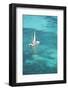 Aerial of riviera maya near Tulum, Quintana Roo, Mexico-Matteo Colombo-Framed Photographic Print