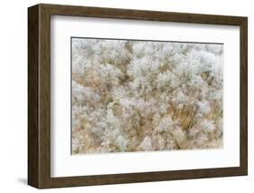 Aerial of trees in fog and frost, Marion County, Illinois.-Richard & Susan Day-Framed Photographic Print