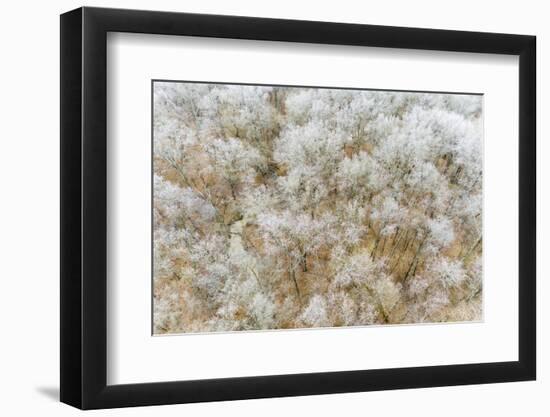 Aerial of trees in fog and frost, Marion County, Illinois.-Richard & Susan Day-Framed Photographic Print