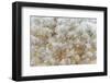 Aerial of trees in fog and frost, Marion County, Illinois.-Richard & Susan Day-Framed Photographic Print