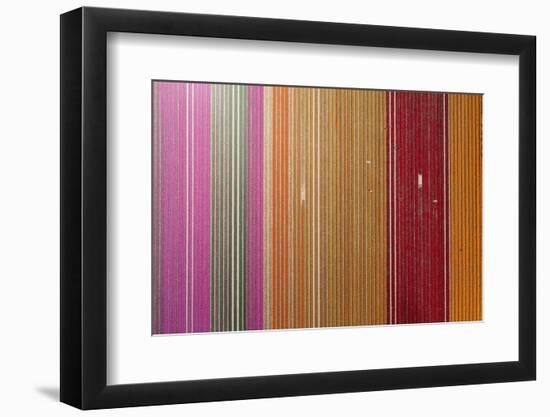 Aerial of workers in colorful tulip fields, Edendale, Southland, South Island, New Zealand.-David Wall-Framed Photographic Print