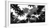 Aerial Palms-Malcolm Sanders-Framed Giclee Print