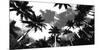 Aerial Palms-Malcolm Sanders-Mounted Giclee Print