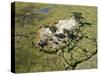 Aerial Photograph of the Okavango Delta-Nigel Pavitt-Stretched Canvas