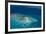 Aerial Photography of Coral Reef Formations of the Great Barrier Reef-Louise Murray-Framed Photographic Print