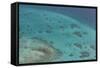 Aerial Photography of Coral Reef Formations of the Great Barrier Reef-Louise Murray-Framed Stretched Canvas