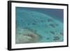 Aerial Photography of Coral Reef Formations of the Great Barrier Reef-Louise Murray-Framed Photographic Print