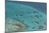 Aerial Photography of Coral Reef Formations of the Great Barrier Reef-Louise Murray-Mounted Photographic Print