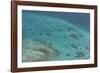 Aerial Photography of Coral Reef Formations of the Great Barrier Reef-Louise Murray-Framed Photographic Print