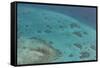 Aerial Photography of Coral Reef Formations of the Great Barrier Reef-Louise Murray-Framed Stretched Canvas