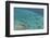 Aerial Photography of Coral Reef Formations of the Great Barrier Reef-Louise Murray-Framed Photographic Print