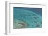 Aerial Photography of Coral Reef Formations of the Great Barrier Reef-Louise Murray-Framed Photographic Print