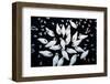 Aerial shot of a group of Mute swans and gulls, Switzerland-Mateusz Piesiak-Framed Photographic Print