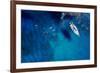 Aerial Shot of Beautiful Blue Lagoon at Hot Summer Day with Sailing Boat. Top View of People are Sw-dusanpetkovic-Framed Photographic Print