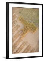 Aerial Shot of Field at Bagan, Myanmar-Harry Marx-Framed Photographic Print