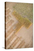 Aerial Shot of Field at Bagan, Myanmar-Harry Marx-Stretched Canvas