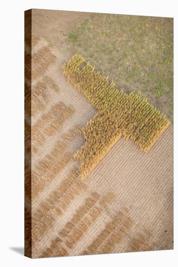 Aerial Shot of Field at Bagan, Myanmar-Harry Marx-Stretched Canvas