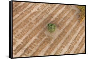 Aerial Shot of Field at Bagan, Myanmar-Harry Marx-Framed Stretched Canvas