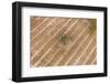 Aerial Shot of Field at Bagan, Myanmar-Harry Marx-Framed Photographic Print