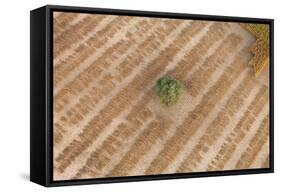 Aerial Shot of Field at Bagan, Myanmar-Harry Marx-Framed Stretched Canvas