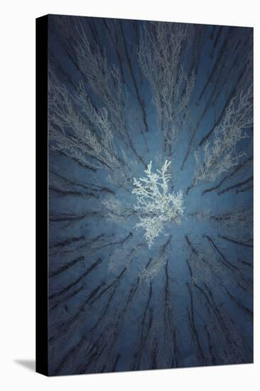 Aerial Snow Tree-Tian Qi-Stretched Canvas