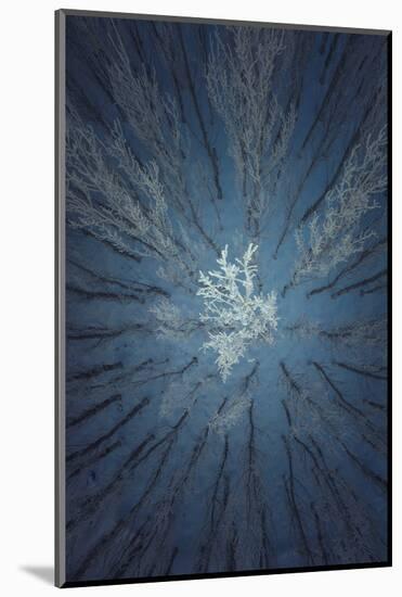 Aerial Snow Tree-Tian Qi-Mounted Photographic Print