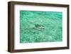 Aerial Summer - Aquamarine Jukung-Philippe HUGONNARD-Framed Photographic Print
