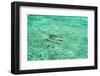 Aerial Summer - Aquamarine Jukung-Philippe HUGONNARD-Framed Photographic Print