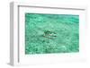 Aerial Summer - Aquamarine Jukung-Philippe HUGONNARD-Framed Photographic Print