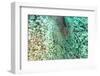 Aerial Summer - Between Two Coral Reefs-Philippe HUGONNARD-Framed Photographic Print