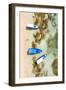 Aerial Summer - Blue Boats-Philippe HUGONNARD-Framed Photographic Print