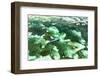 Aerial Summer - Emerald Coral Reef-Philippe HUGONNARD-Framed Photographic Print