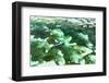 Aerial Summer - Emerald Coral Reef-Philippe HUGONNARD-Framed Photographic Print