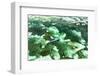 Aerial Summer - Emerald Coral Reef-Philippe HUGONNARD-Framed Photographic Print