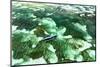 Aerial Summer - Emerald Coral Reef-Philippe HUGONNARD-Mounted Photographic Print