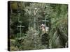 Aerial Tramway on Forest Canopy, Soberania Forest National Park, Gamboa, Panama, Central America-Sergio Pitamitz-Stretched Canvas