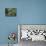 Aerial Tramway on Forest Canopy, Soberania Forest National Park, Gamboa, Panama, Central America-Sergio Pitamitz-Photographic Print displayed on a wall