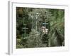 Aerial Tramway on Forest Canopy, Soberania Forest National Park, Gamboa, Panama, Central America-Sergio Pitamitz-Framed Photographic Print