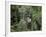Aerial Tramway on Forest Canopy, Soberania Forest National Park, Gamboa, Panama, Central America-Sergio Pitamitz-Framed Photographic Print