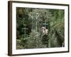 Aerial Tramway on Forest Canopy, Soberania Forest National Park, Gamboa, Panama, Central America-Sergio Pitamitz-Framed Photographic Print