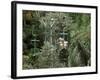 Aerial Tramway on Forest Canopy, Soberania Forest National Park, Gamboa, Panama, Central America-Sergio Pitamitz-Framed Photographic Print