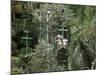Aerial Tramway on Forest Canopy, Soberania Forest National Park, Gamboa, Panama, Central America-Sergio Pitamitz-Mounted Photographic Print