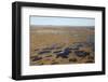 Aerial View across the Flow Country Showing Peatland Pool System, Forsinard, Caithness, Scotland-Peter Cairns-Framed Photographic Print