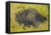 Aerial View Herd of African Buffalo'S, Okavango Delta, Botswana, Africa-Peter Adams-Framed Stretched Canvas