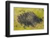 Aerial View Herd of African Buffalo'S, Okavango Delta, Botswana, Africa-Peter Adams-Framed Photographic Print